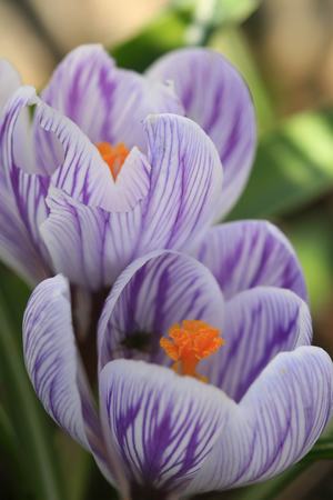 Crocus Pickwick. Foto: Camilla Hesby Johnsen